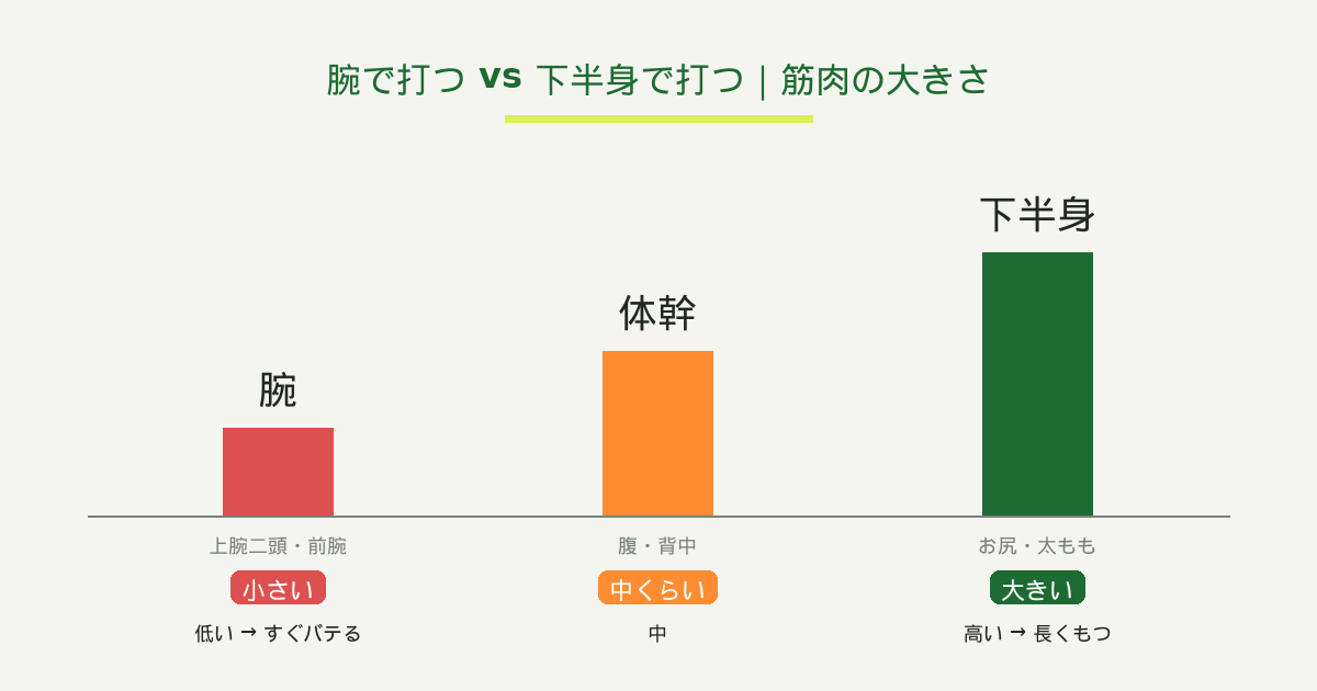 腕で打つ vs 下半身で打つ｜筋肉の大きさ比較